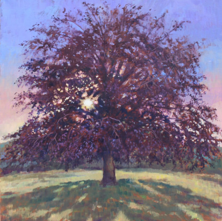Sun through Copper Beech - 20x20 inches
