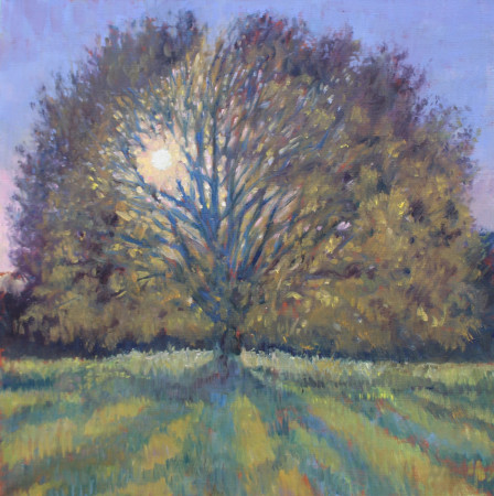 Sun through Holm Oak -20x20inches
